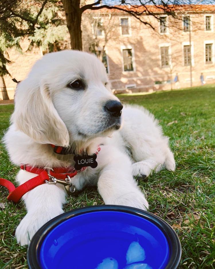 From @the.life.of.little.louie on Instagram: Waiting for mom to get out of class like ...