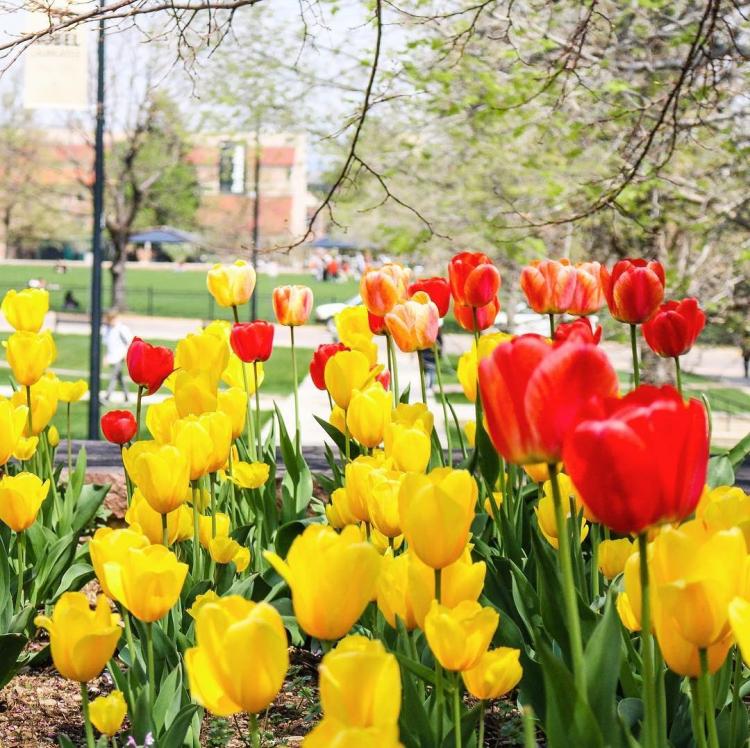 @cubouldercareer Instagram | Campus is finally in bloom!