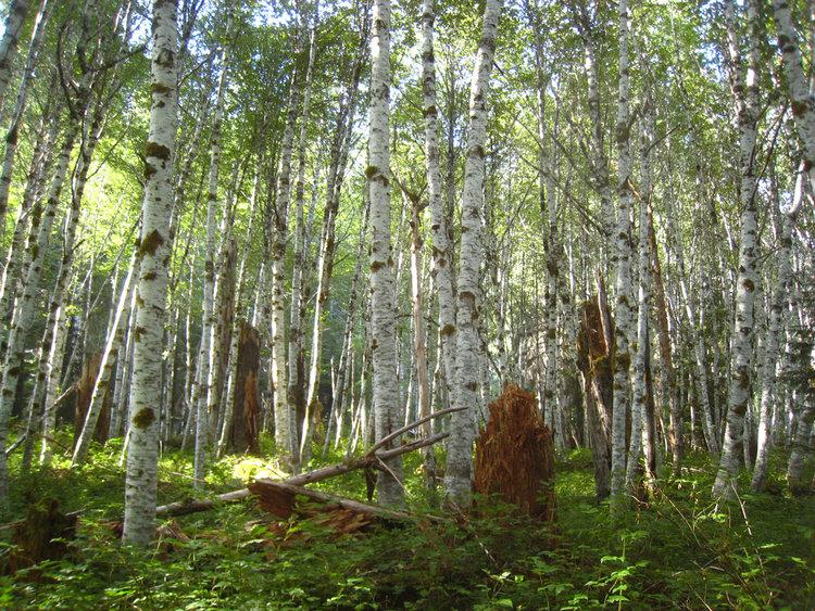 Trees on Niwot Ridge