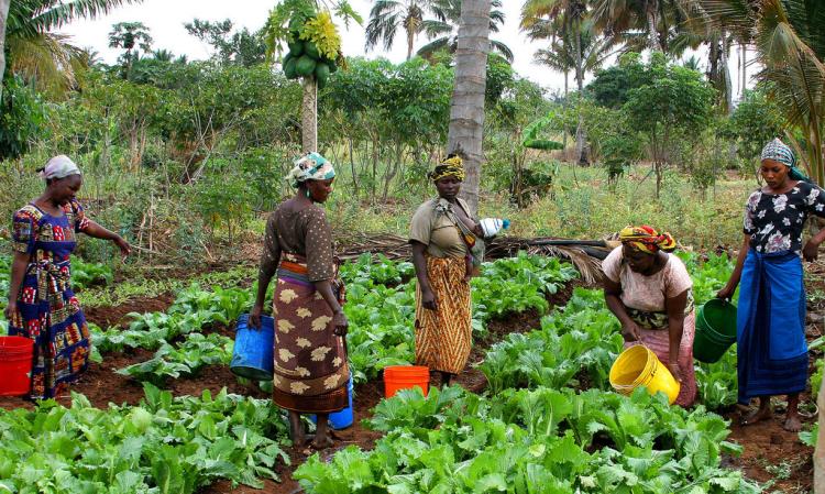 women farmers in Tanzania