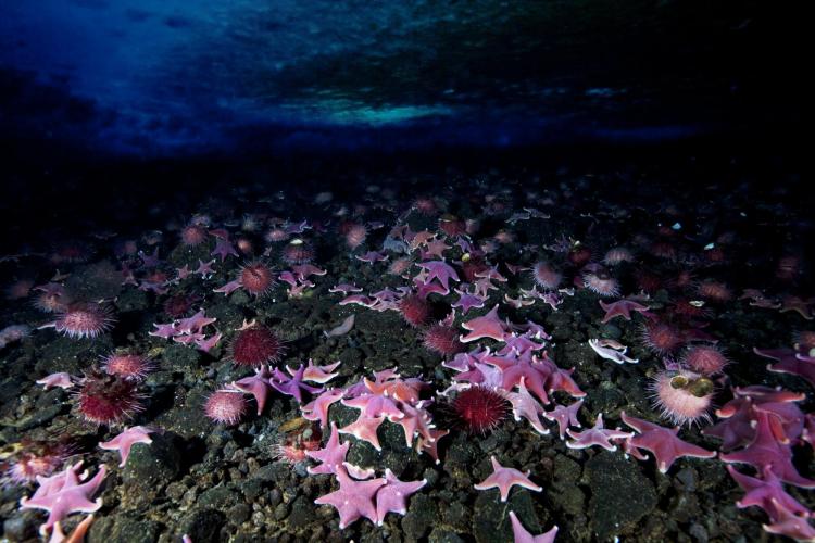 Starfish and sea urchins