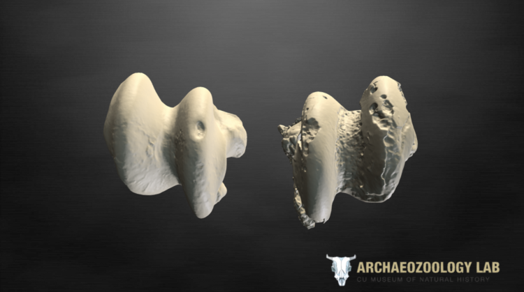 Screenshot of 3D scan of two horse ankle bones