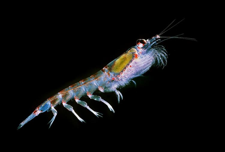 Antarctic krill Euphausia superba.