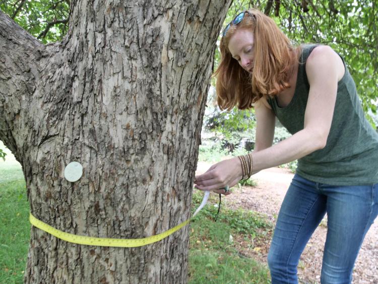Measuring an apple tree