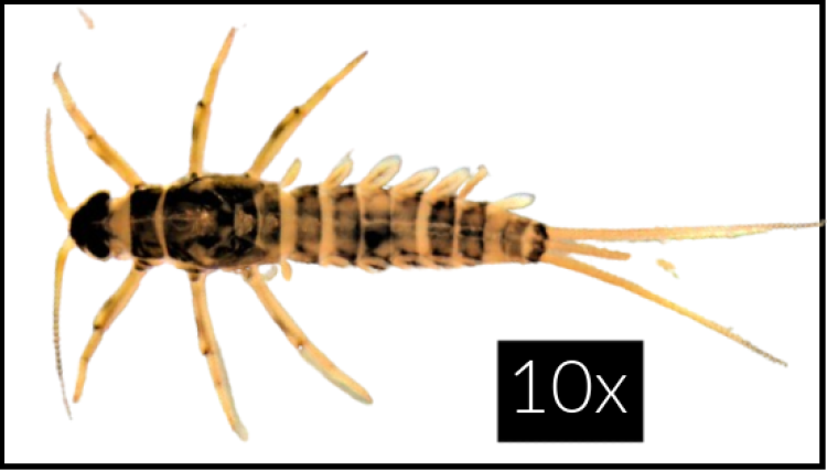 A mayfly under 10 times magnification.