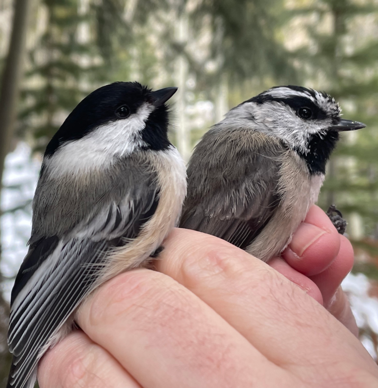 Birds