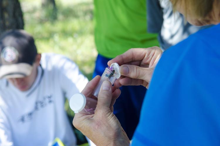 Biologist Carol Kearns examines a bumblebee collected in a study conducted at a mountain meadow above Boulder, Colo. (Photo by Patrick Campbell/CU Boulder)