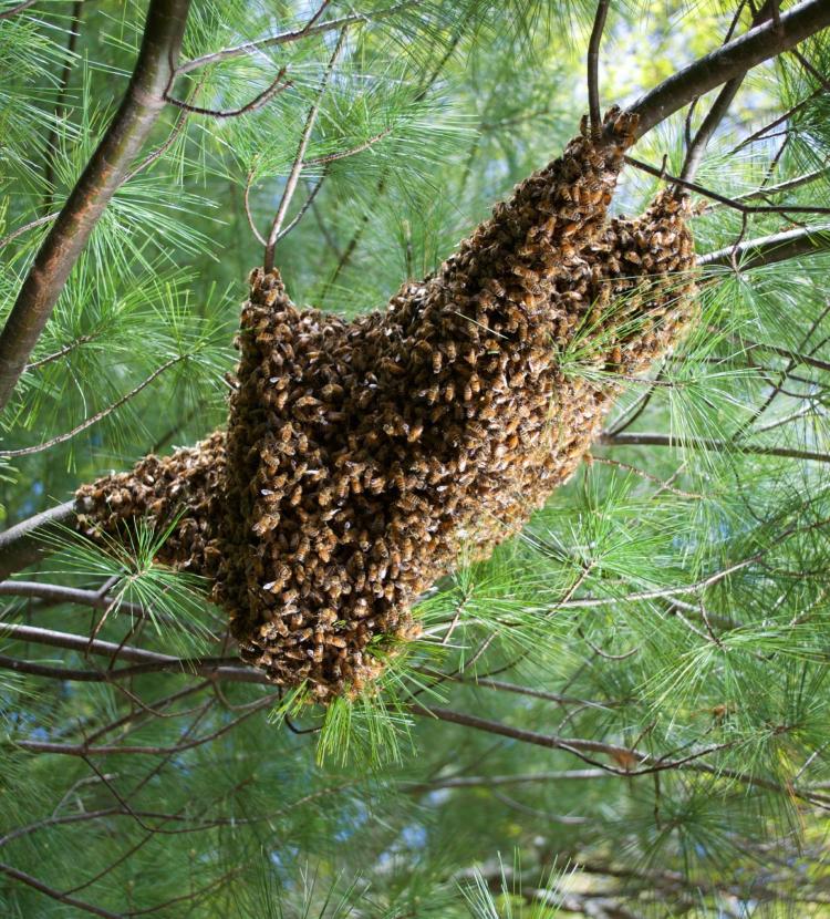 Honeybees hang from a tree branch in a swarm