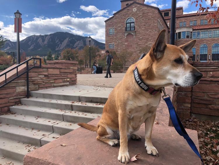 Therapy dog bell on campus