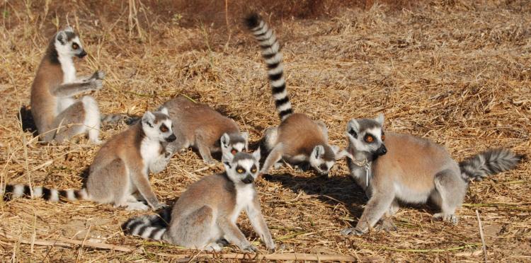 A group of ring-tailed lemurs