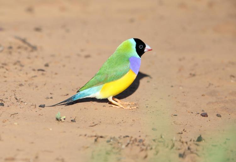 Black Gouldian finch