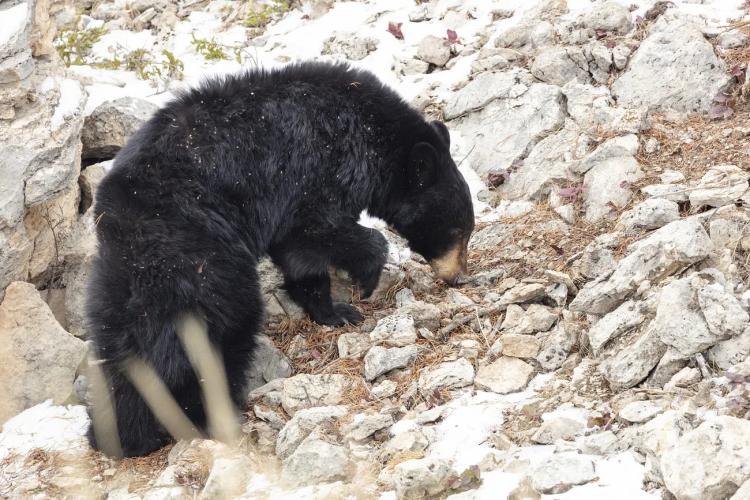 a black bear