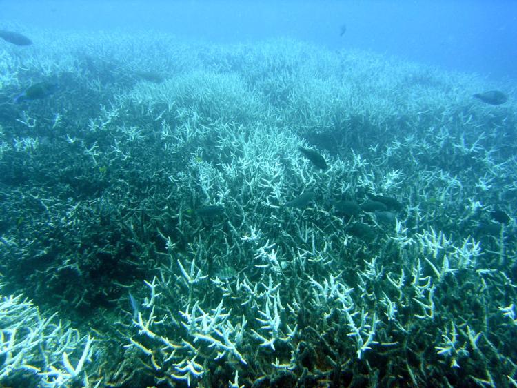 Coral on the Great Barrier Reef undergoing bleaching