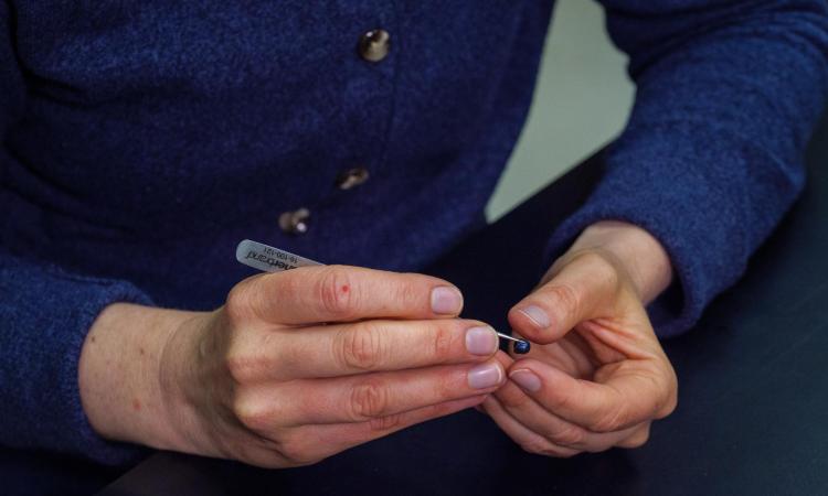 Stacey Smith, co-author on the publication and associate professor of ecology and evolutionary biology, peels the skin off of a Lantana fruit.