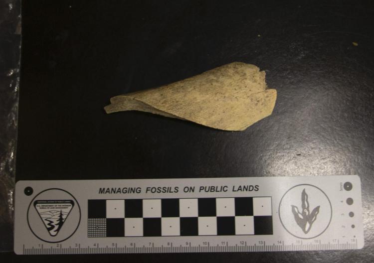 Bone fragment