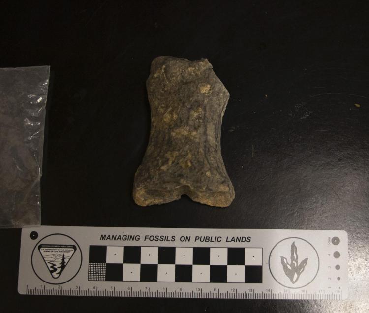 Bone fragment