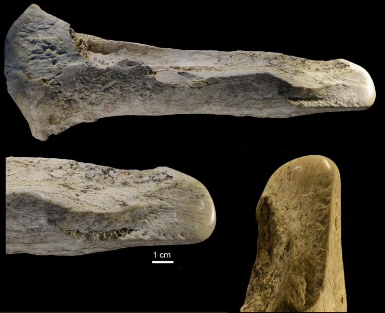 Lissoir, or smoother, bone tool excavated from Castel di Guido