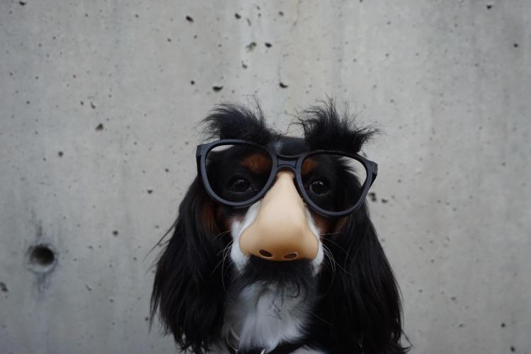 Dog wearing novelty glasses.