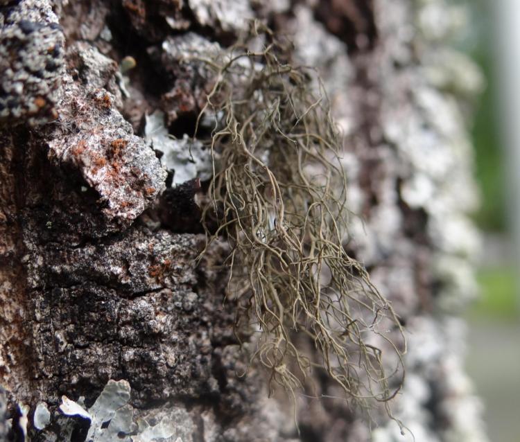 Bryoria fuscescens