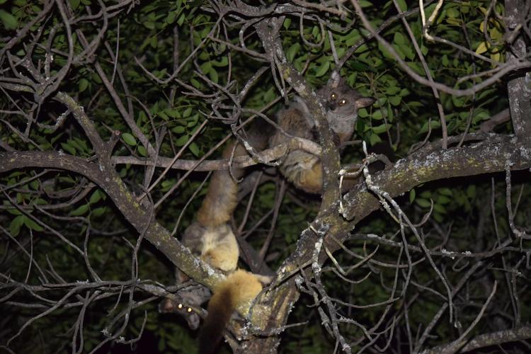 Three bushbabies in tree at night
