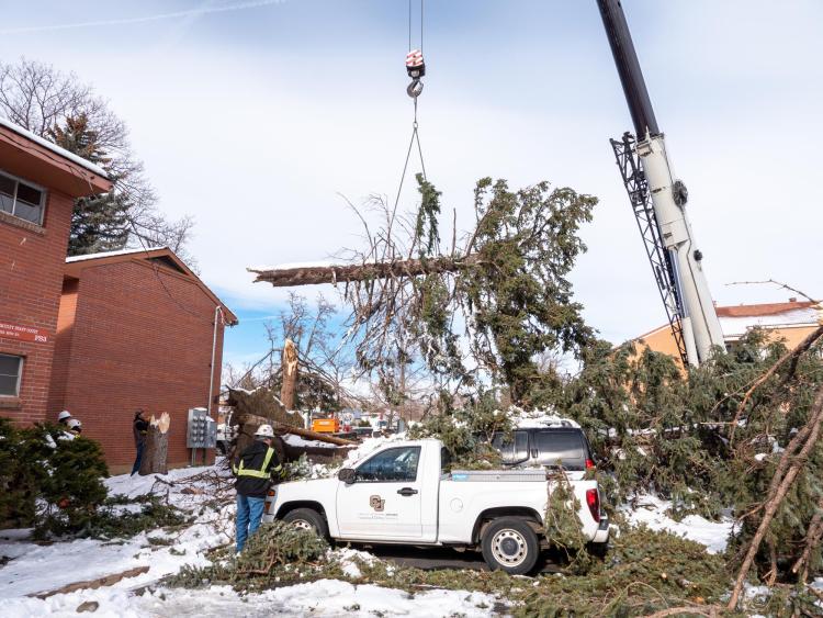 Crews begin the difficult task of removing downed trees from structures and power lines at Smiley Court.