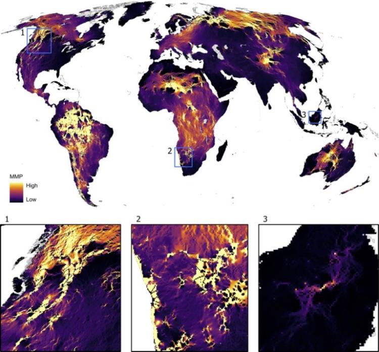 Global mammal movement probability (MMP) between terrestrial protected areas.