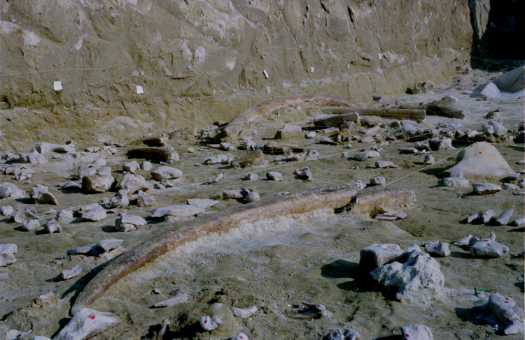 Elephant tusk at archaeological site
