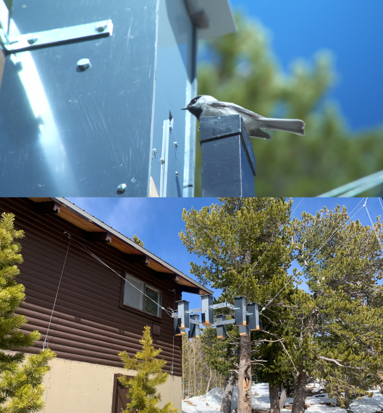 Top: A mountain chickadee on the feeder. Bottom: The feeder array.