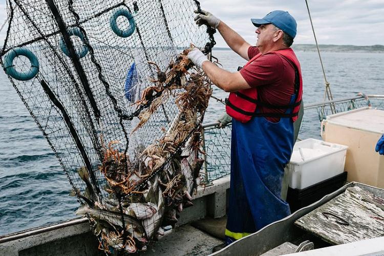 A man pulls up a cod pot from the Atlantic Ocean