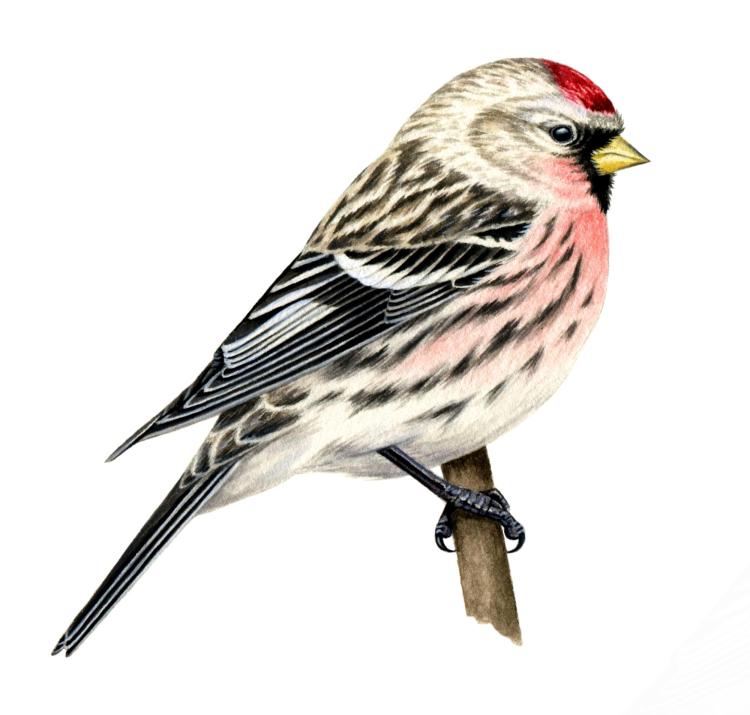 A drawing of common redpoll