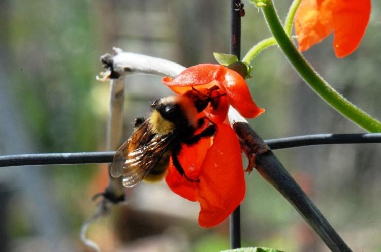 A bee touches down on a flower.
