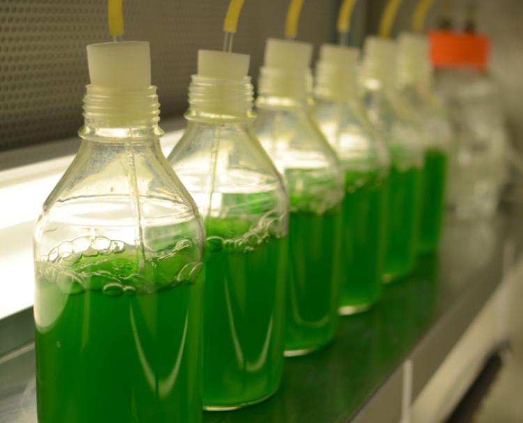 Photosynthetic growth of the cyanobacterium in bubbling cultures