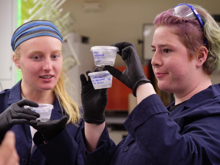 Looking at algae samples