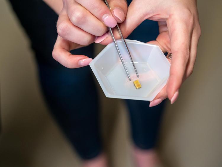 Kristine Fischenich displays biomedical tech on dish