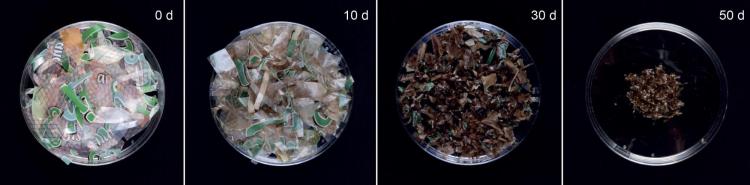 Photos of robotic actuator materials naturally decomposing over zero days, 10 days, 30 days and 50 days.