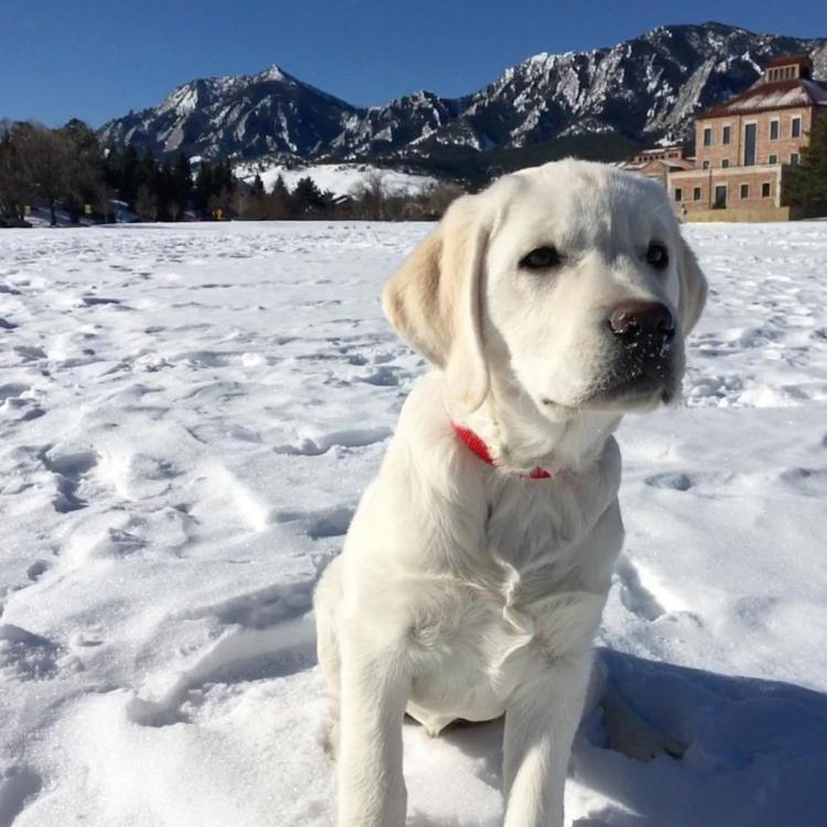 From @michael_eubank on Instagram: Ranger is growing up so fast!! Almost 4 months.