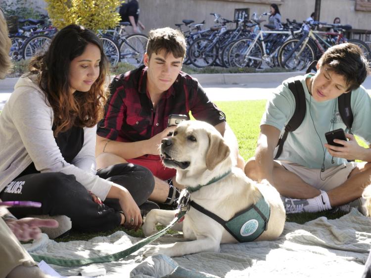 students pet a therapy dog on campus