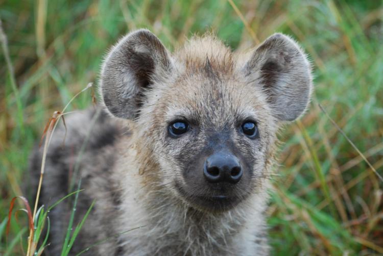 Hyena looking up