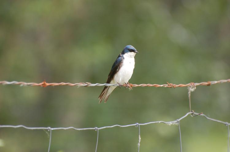 A tree swallow perches on a wire. (Photo by Dan Doak.)