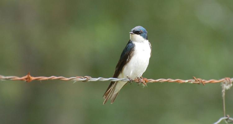 A tree swallow perches on a wire.