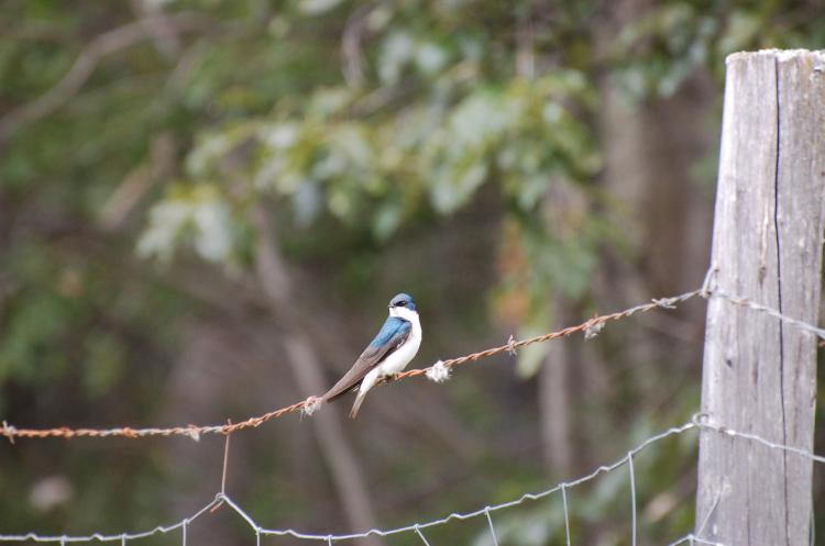 A male tree swallow sits near his nest box during breeding season in central Alaska. (Photo by Dan Doak.)