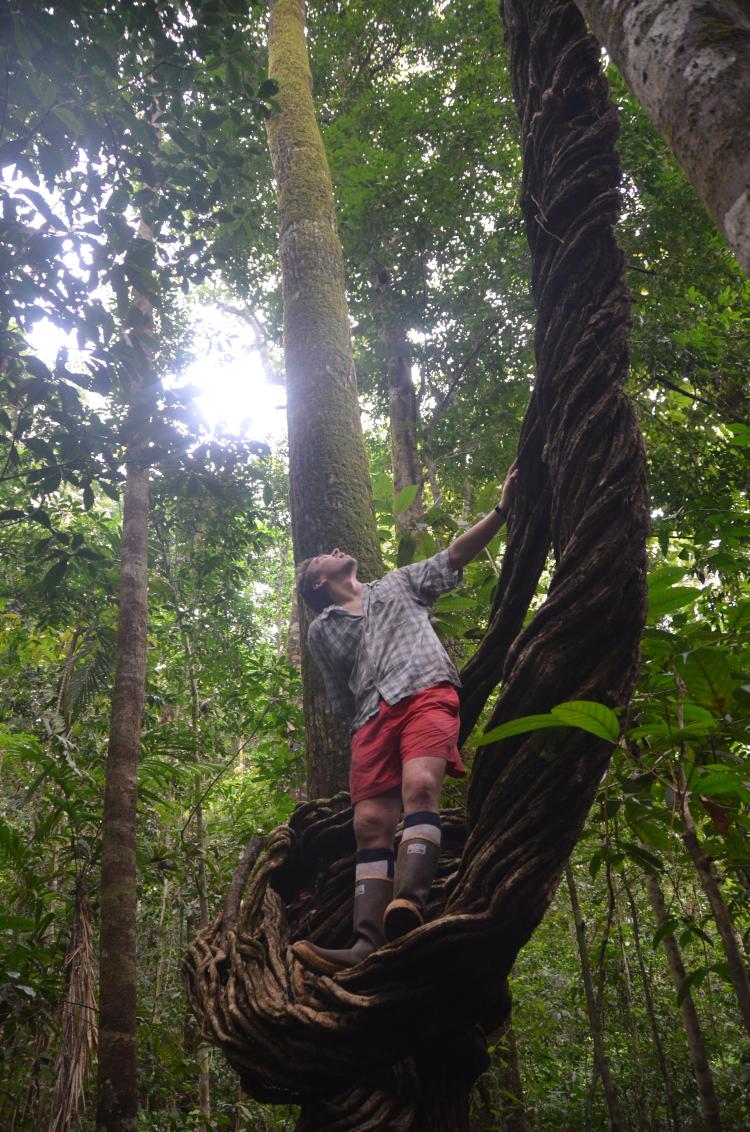 Phil Taylor climbing a giant tree