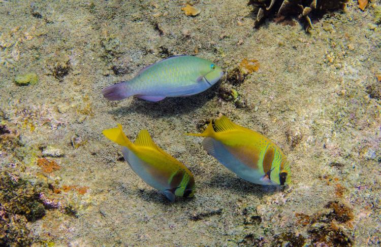 Fish eating on a reef