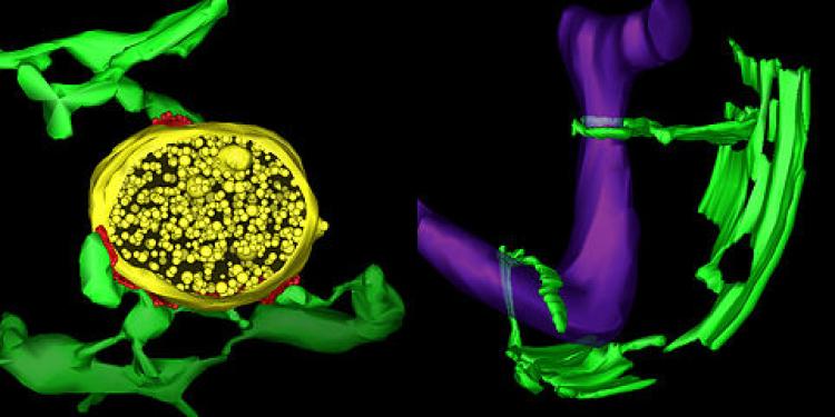 Electron tomography reveals the three-dimensional structure of membrane contact sites (red) between endoplasmic reticulum tubules (green) and mitochondria (purple) in a yeast cell (right) or an endosome (yellow) in an animal cell (left). EM Tomography by Matthew West.