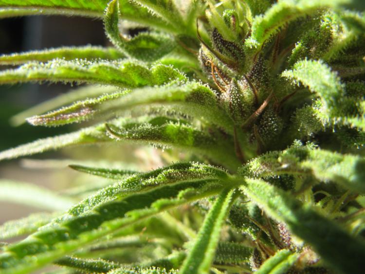 Close-up of a female cannabis plant. Photo: Wikipedia