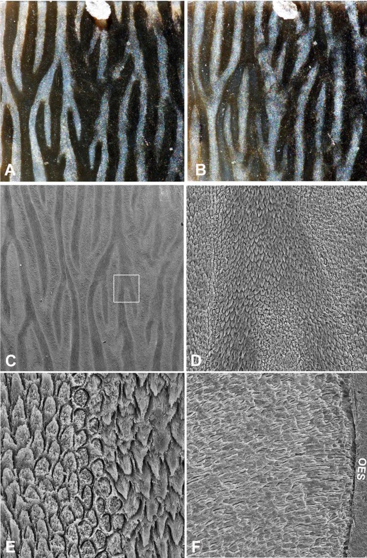 Enamel from the same fragment as seen under increasing levels of magnification.
