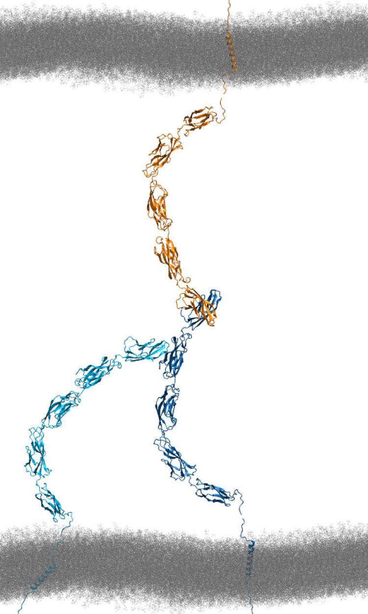 Cell adhesion