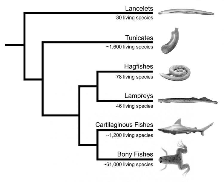 Evolutionary tree