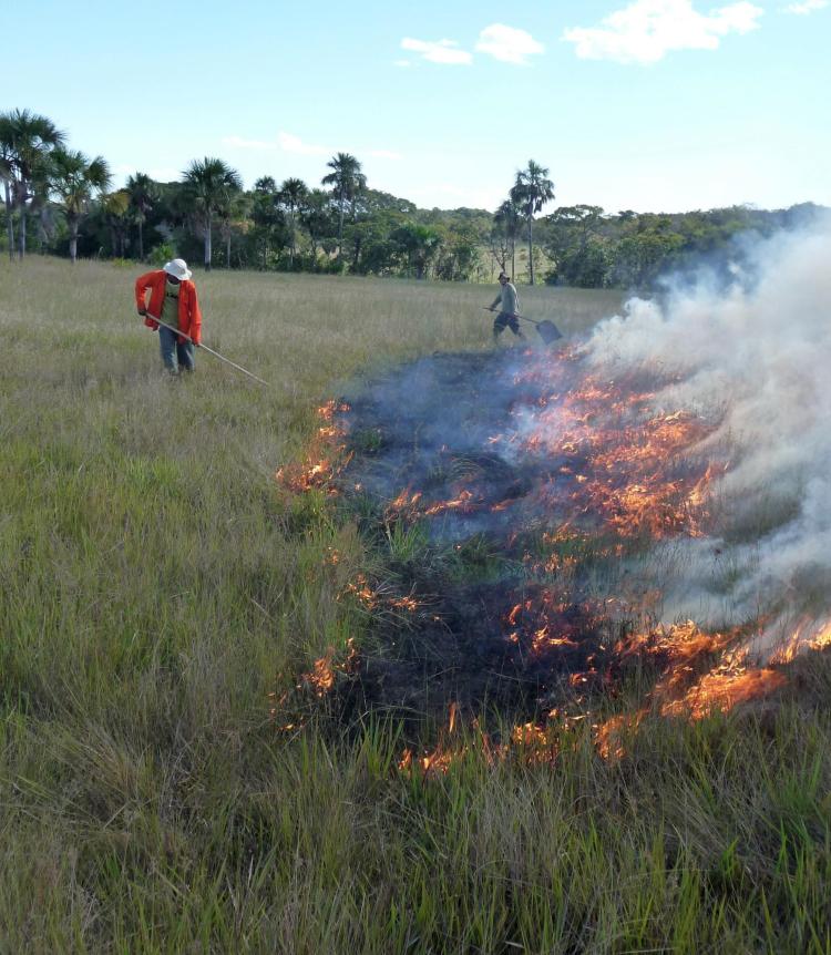 Water saturation of the soil prevents tree establishment and fire maintains diversity in this wet grassland in Jalapão, Northern Brazil.