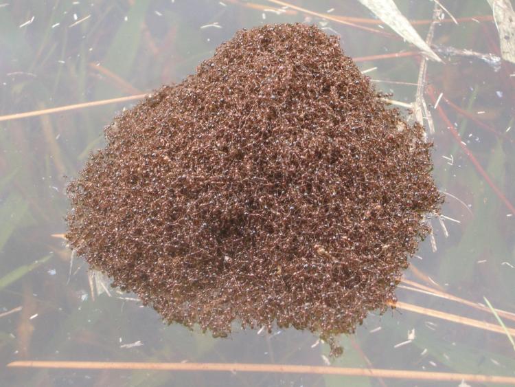 A fire ant raft